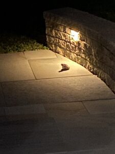 Decorative stamped concrete patio with a brick border, curving through a landscaped yard for an elegant and durable path solution.